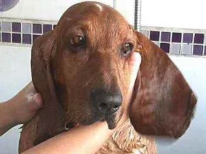 Cachorro raça Basset Hound  idade 4 anos nome Bob ( Basset)