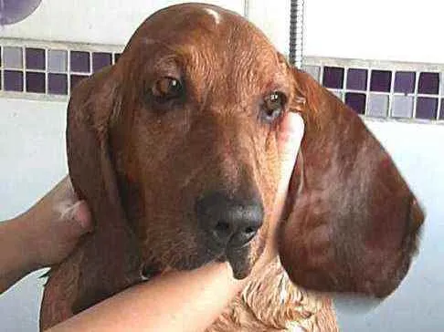 Cachorro ra a Basset Hound  idade 4 anos nome Bob ( Basset)