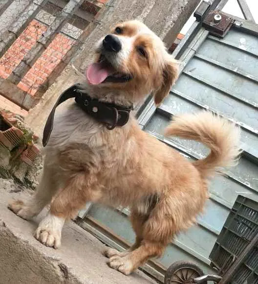 Cachorro ra a  idade 3 anos nome Toby