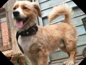 Cachorro raça  idade 3 anos nome Toby 