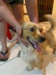 Toby