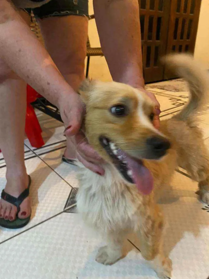 Cachorro ra a  idade 3 anos nome Toby