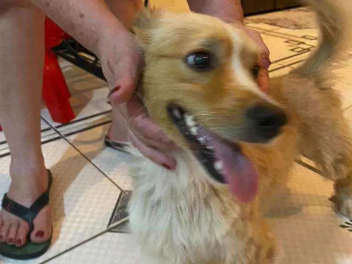 Cachorro ra a  idade 3 anos nome Toby