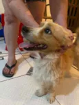 Toby
