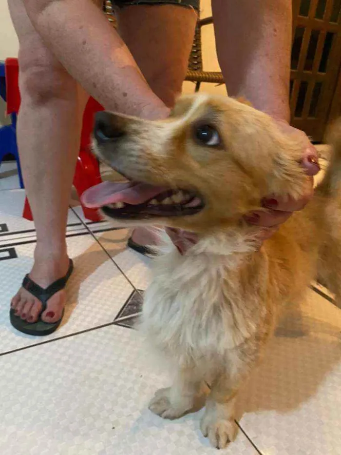 Cachorro ra a  idade 3 anos nome Toby