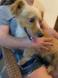 Toby