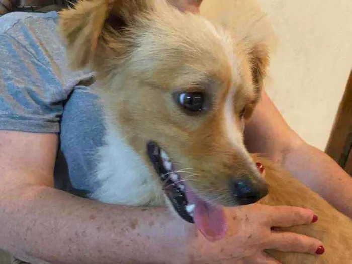 Cachorro ra a  idade 3 anos nome Toby