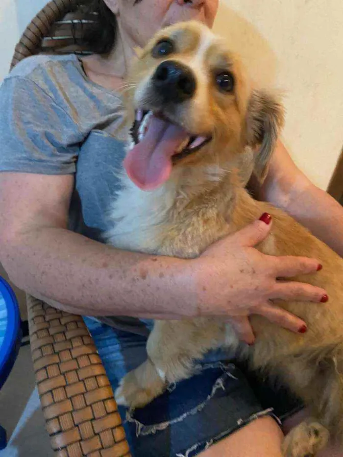 Cachorro ra a  idade 3 anos nome Toby