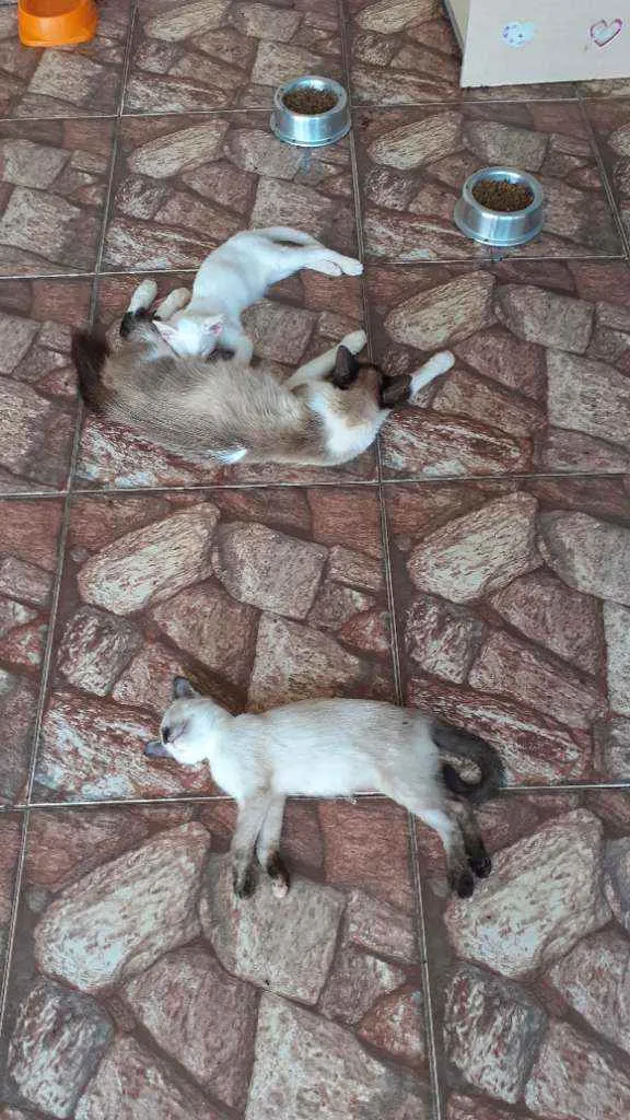 Gato ra a  idade 2 a 6 meses nome Belinha