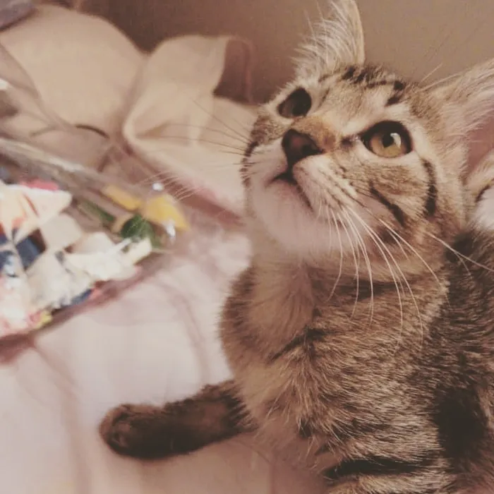 Gato raça SRD-ViraLata idade 2 a 6 meses nome Valentina