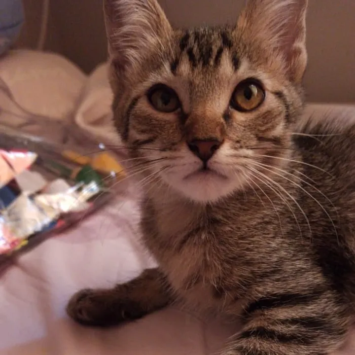 Gato raça SRD-ViraLata idade 2 a 6 meses nome Valentina