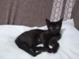 Sapeca