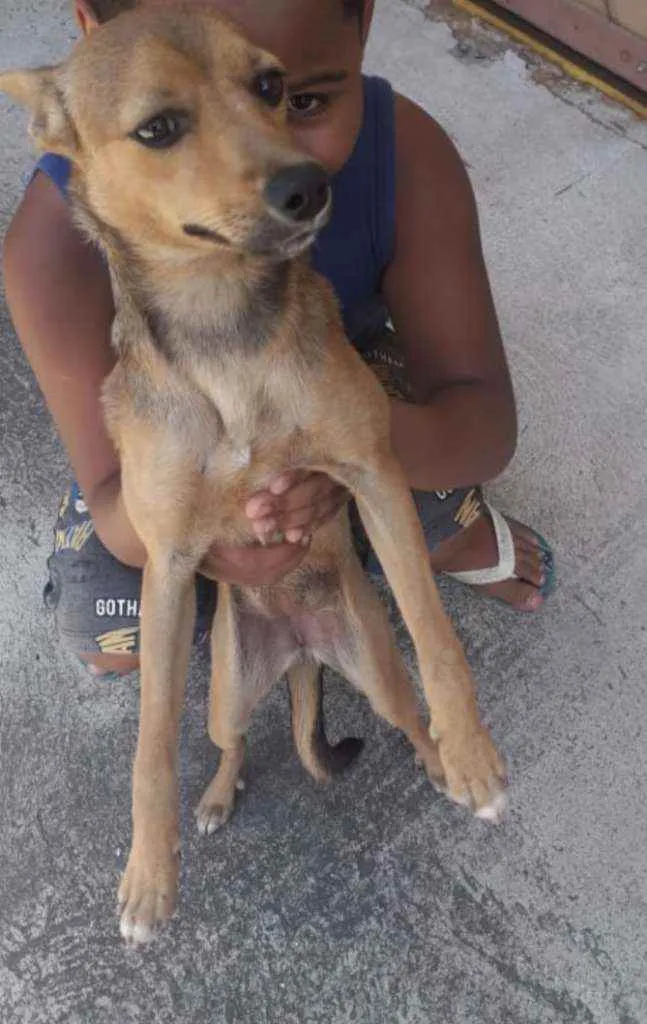 Cachorro ra a SRD idade 7 a 11 meses nome Nina