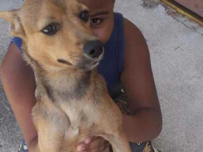 Cachorro ra a SRD idade 7 a 11 meses nome Nina