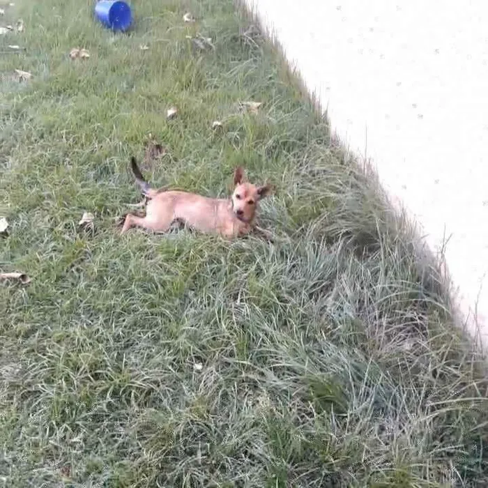 Cachorro ra a SRD idade 7 a 11 meses nome Nina