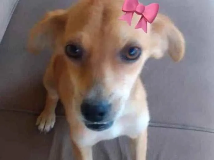 Cachorro raça SRD idade 2 a 6 meses nome Mel 