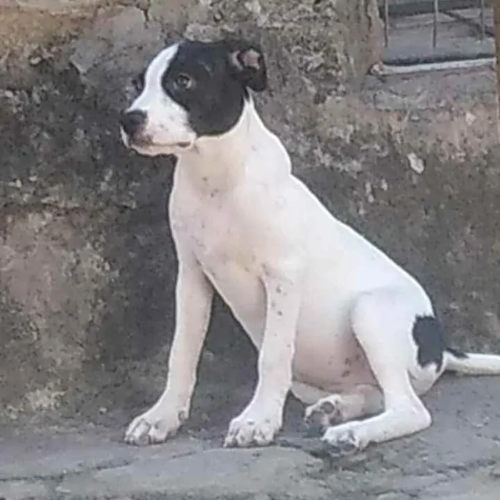 Cachorro ra a SRD idade 2 a 6 meses nome Linda 