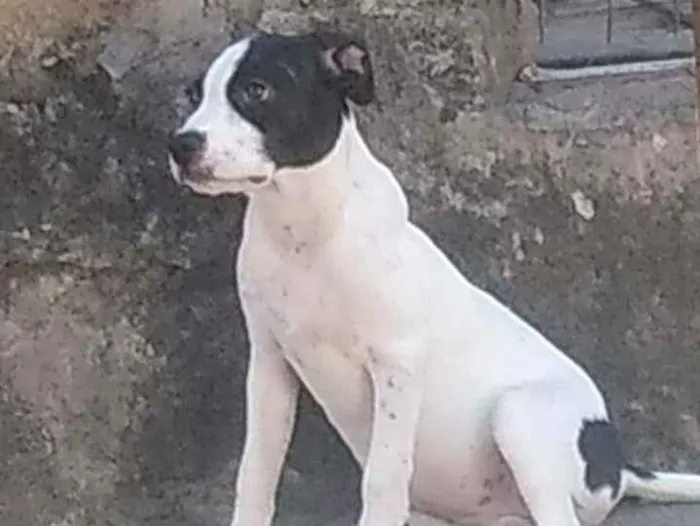 Cachorro ra a SRD idade 2 a 6 meses nome Linda 