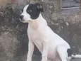 Linda