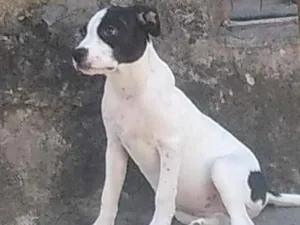 Cachorro raça SRD idade 2 a 6 meses nome Linda 