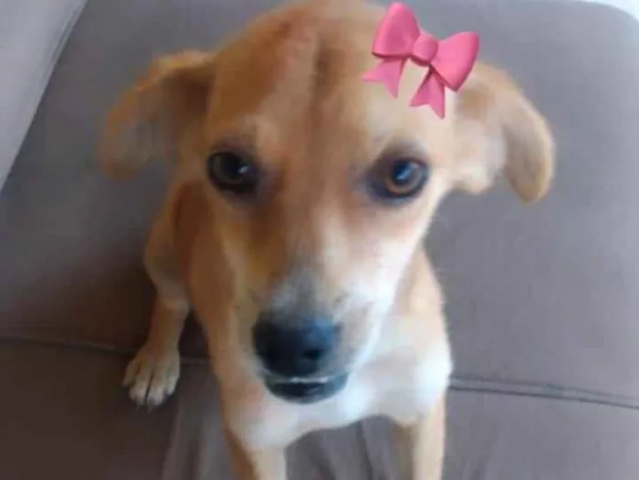 Cachorro raça SRD idade 2 a 6 meses nome Mel 