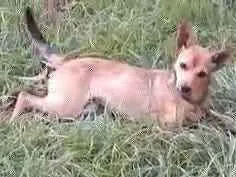 Cachorro raça SRD idade 7 a 11 meses nome Nina