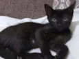 Sapeca