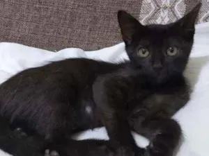 Gato raça Srd idade 2 a 6 meses nome Sapeca
