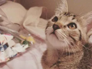 Gato raça SRD-ViraLata idade 2 a 6 meses nome Valentina