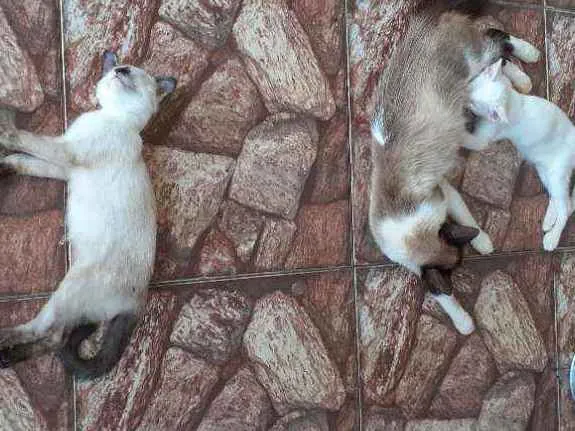 Gato ra a  idade 2 a 6 meses nome Belinha