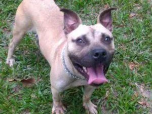Cachorro raça pitbull idade 2 anos nome Bandolo