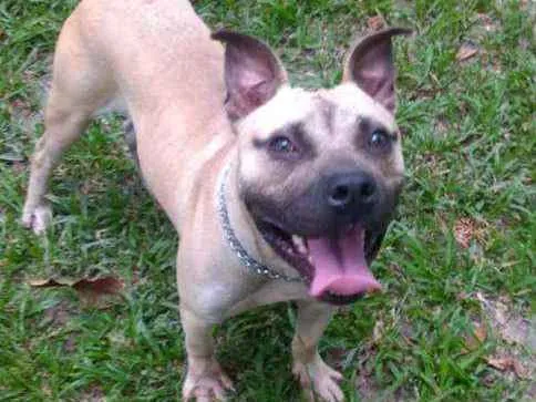 Cachorro ra a pitbull idade 2 anos nome Bandolo