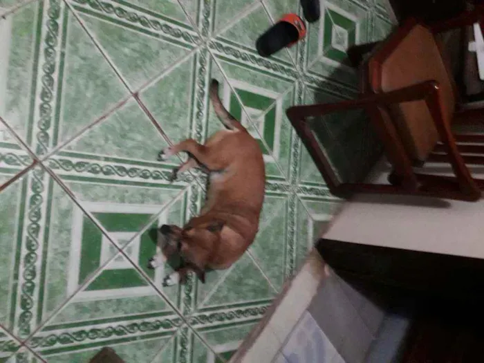 Cachorro ra a Vira Lata idade 6 ou mais anos nome Raposa 