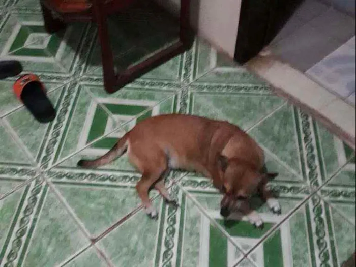 Cachorro ra a Vira Lata idade 6 ou mais anos nome Raposa 