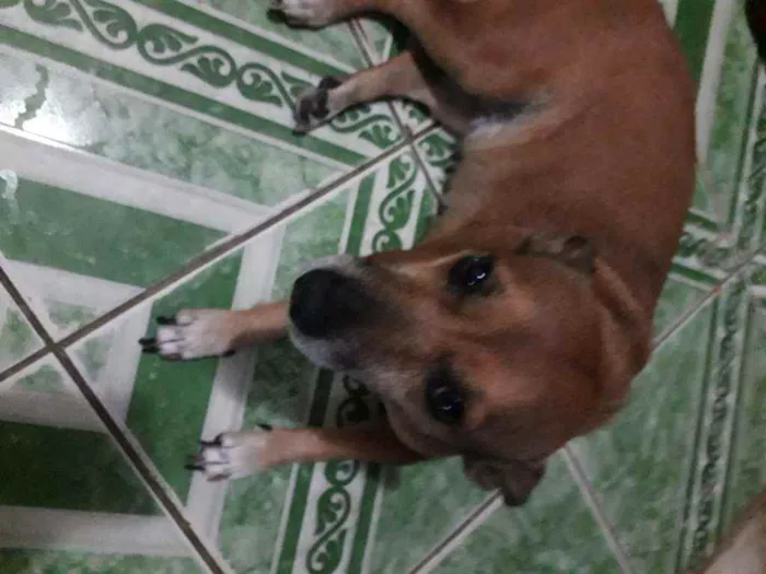 Cachorro ra a Vira Lata idade 6 ou mais anos nome Raposa 