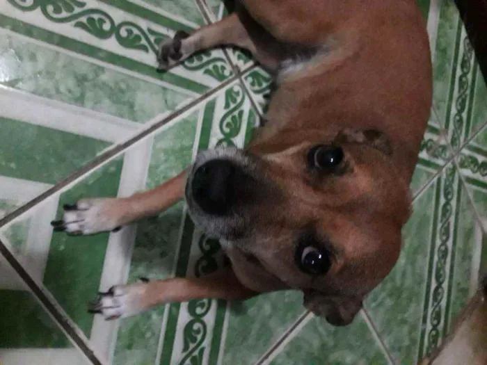 Cachorro ra a Vira Lata idade 6 ou mais anos nome Raposa 