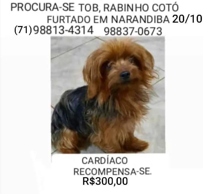 Cachorro raça yorkshire idade 2 anos nome Tob