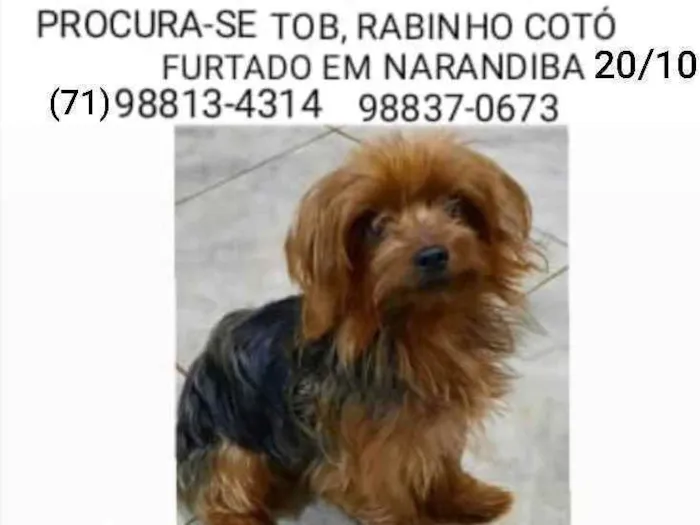 Cachorro raça yorkshire idade 2 anos nome Tob