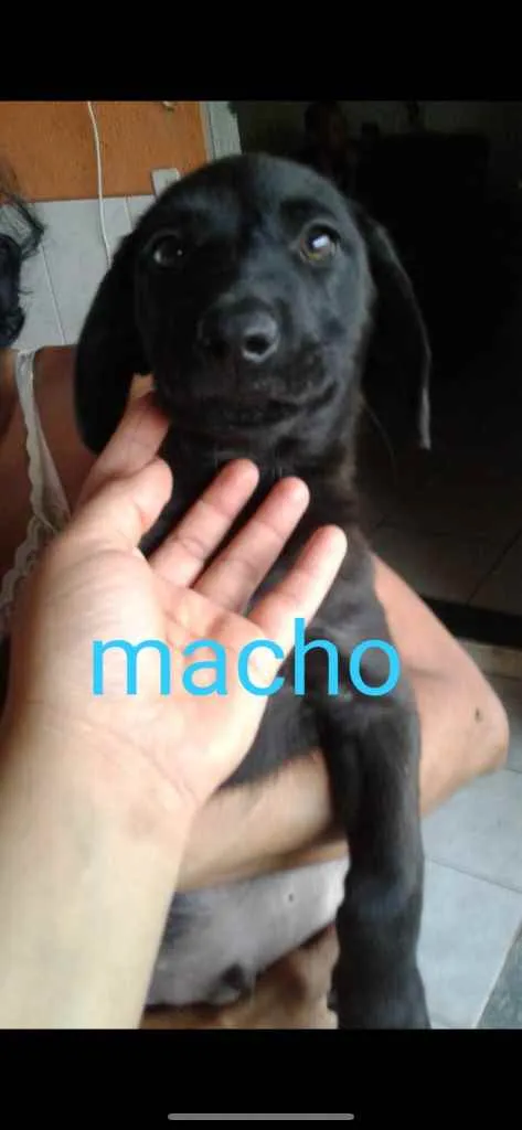 Cachorro ra a SRD idade 2 a 6 meses nome Scott