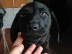 Cachorro raça SRD idade 2 a 6 meses nome Scott