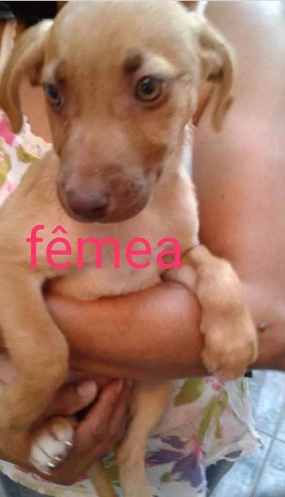 Cachorro ra a SRD idade 2 a 6 meses nome Julieta 