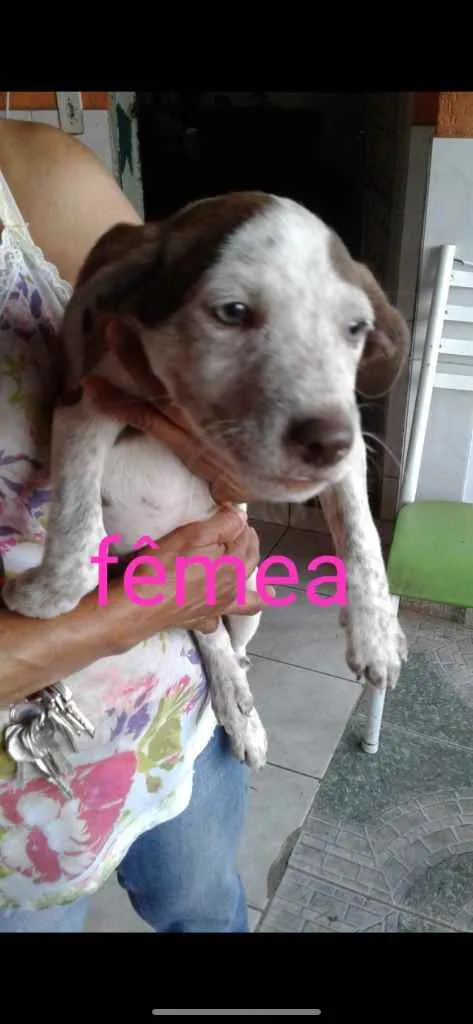 Cachorro ra a SRD idade 2 a 6 meses nome Pepita 