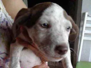 Cachorro raça SRD idade 2 a 6 meses nome Pepita 