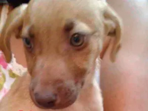 Cachorro raça SRD idade 2 a 6 meses nome Julieta 