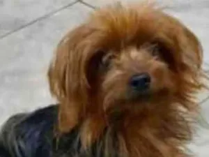 Cachorro raça yorkshire idade 2 anos nome Tob
