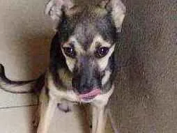 Cachorro raça RND idade 2 a 6 meses nome Amendoim