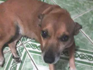 Cachorro raça Vira Lata idade 6 ou mais anos nome Raposa 