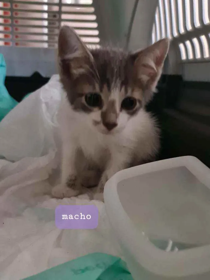 Gato ra a SRD idade Abaixo de 2 meses nome Airon