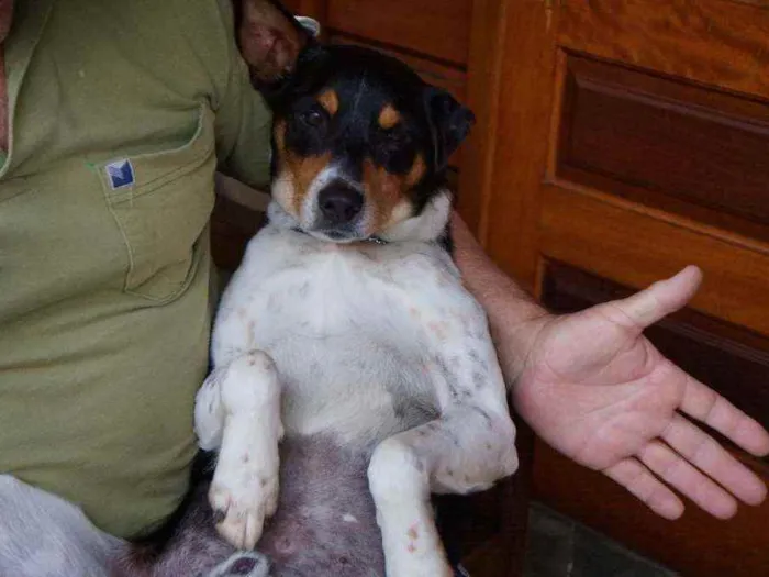 Cachorro ra a SRD idade 4 anos nome Fred