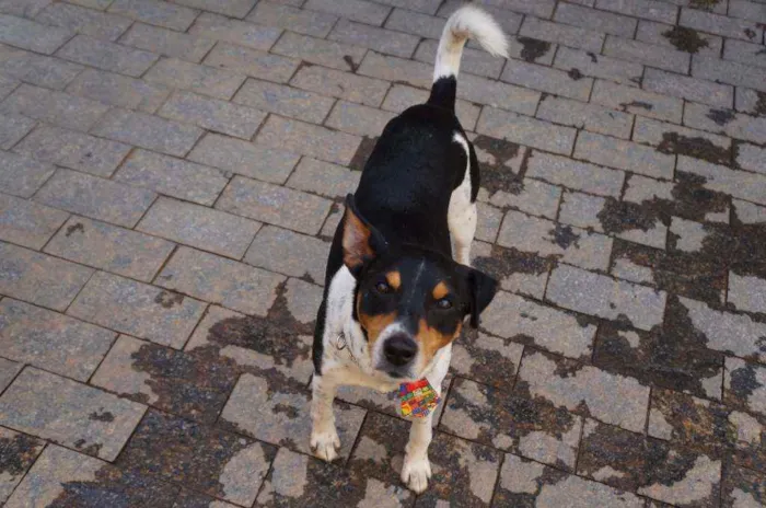 Cachorro ra a SRD idade 4 anos nome Fred